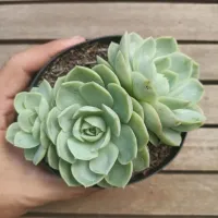 Echeveria 'Onslow' (2 rosetas - vaso11)