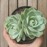 Echeveria 'Onslow' (2 rosetas - vaso11) - Foto 2