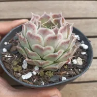 Echeveria 'Hyalina' (com mudinhas - vaso11)