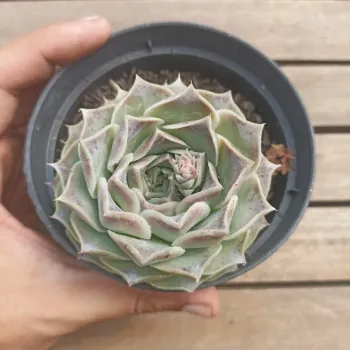 Echeveria 'Hyalina' (com mudinhas - vaso11) - Foto 2