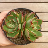 Echeveria 'Elisha (roseta dupla - vaso11)