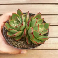 Echeveria 'Elisha (roseta dupla - vaso11) - Foto 2