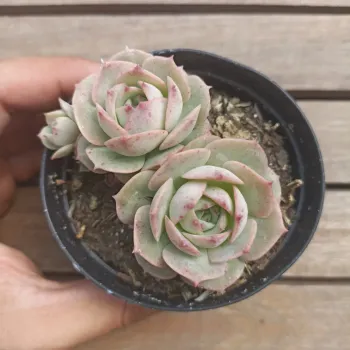 Echeveria 'Gloria' (2 rosetas - vaso9) - Foto 2