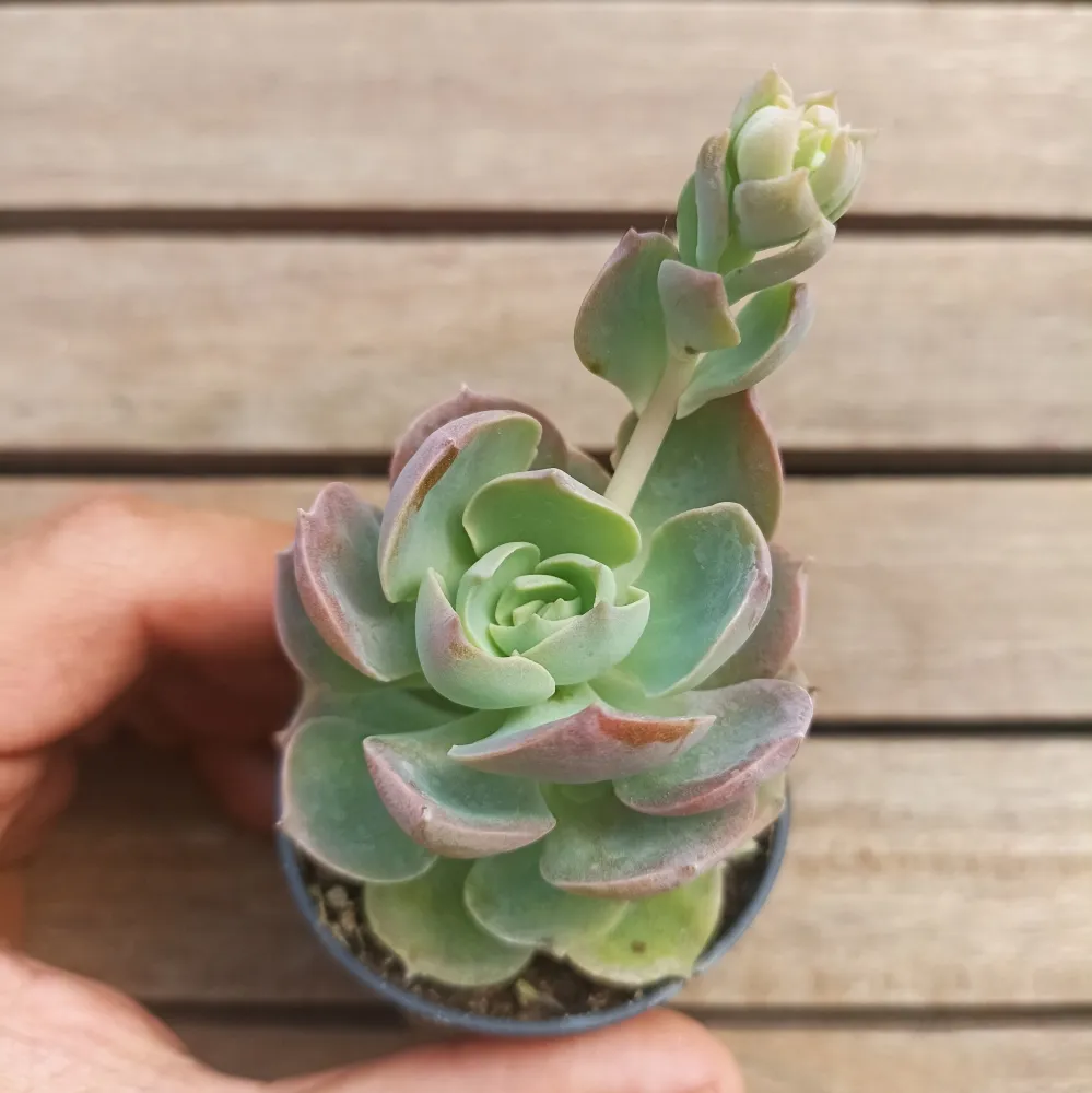 Echeveria 