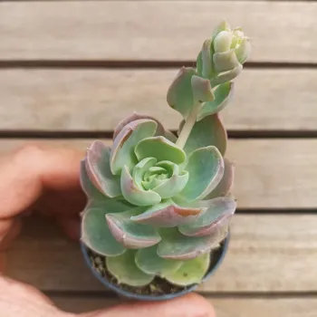 Echeveria 