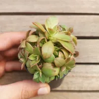 Aeonium 'Catlin Minor' (vaso6)