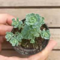 Sedum pachycladus (vaso6) - Foto 2