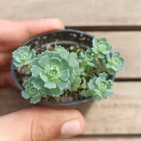 Sedum pachycladus (vaso6) - Foto 3