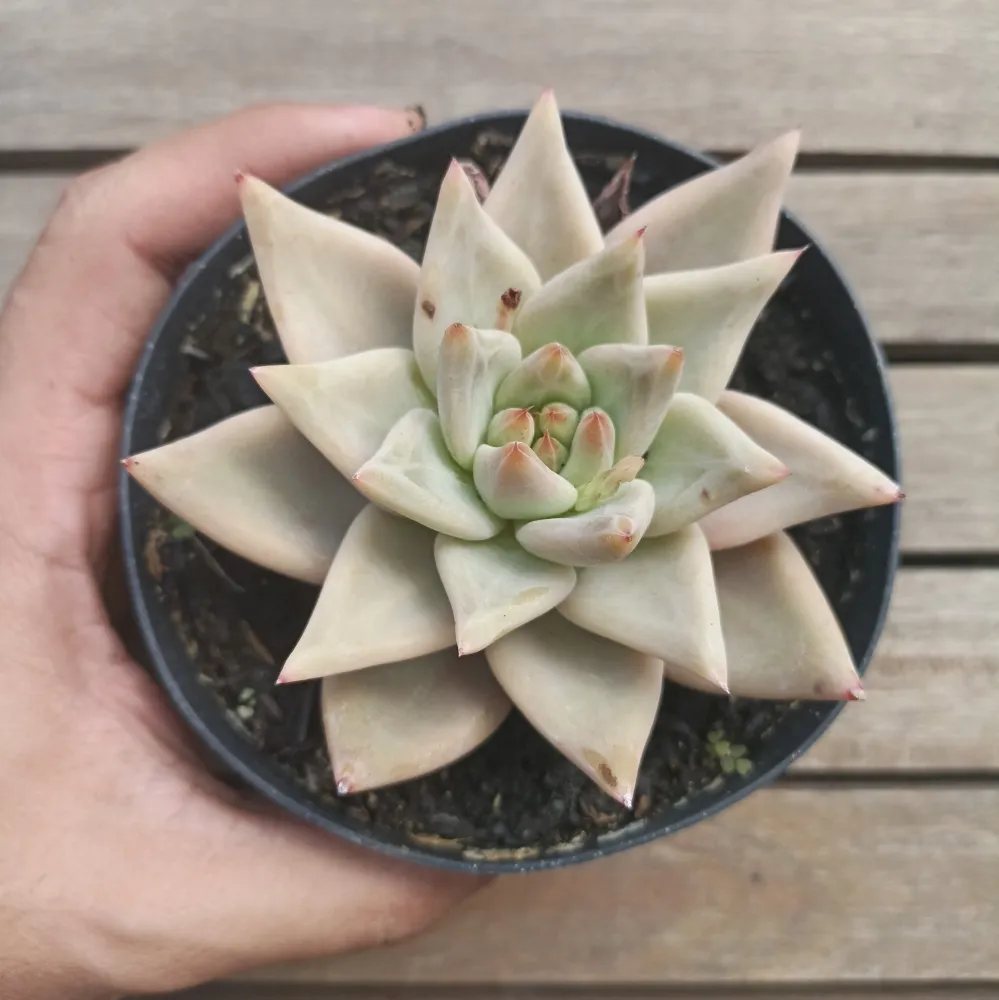 Echeveria agavoides HB clara (única - vaso11)
