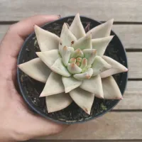 Echeveria agavoides HB clara (única - vaso11)