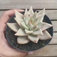 Echeveria agavoides HB clara (única - vaso11) - Foto 2