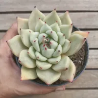 Echeveria agavoides 'Sirius' (vaso11)