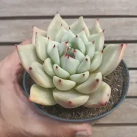 Echeveria agavoides 'Sirius' (vaso11) - Foto 2