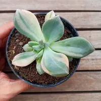 Graptophytum 'Supreme' variegata (única - vaso11)
