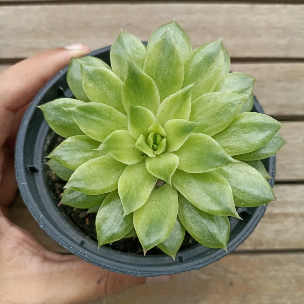 Echeveria agavoides 