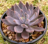 Echeveria craigiana (vaso6)