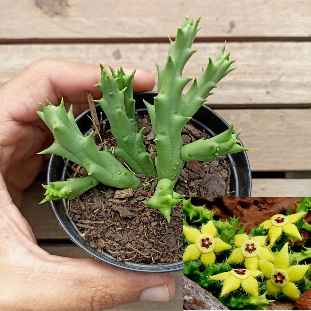 Orbea semota var. lutea (vaso9)