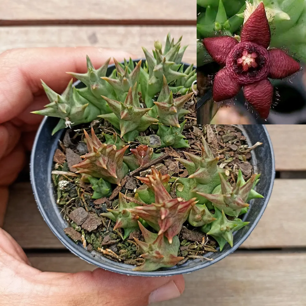 Orbea semota subsp. orientalis (vaso11)