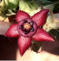 Orbea semota subsp. orientalis (vaso11) - Foto 2