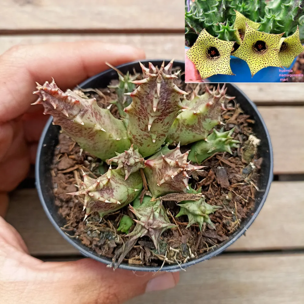 Huernia namaquensis (vaso9)