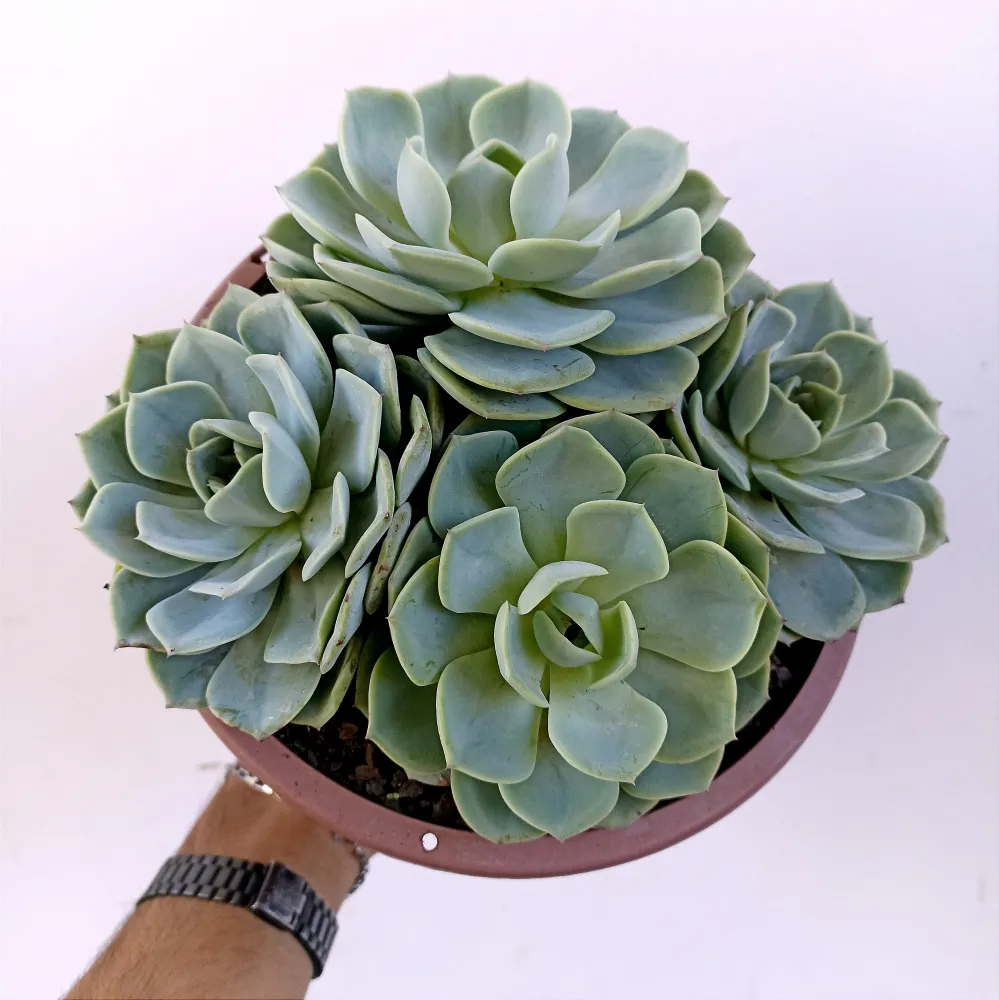 Echeveria 