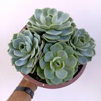 Echeveria 'Lara' colônia (Híbrida Nova Zelandia - cuia21)