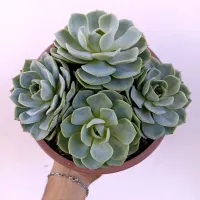 Echeveria 'Lara' colônia (Híbrida Nova Zelandia - cuia21) - Foto 2