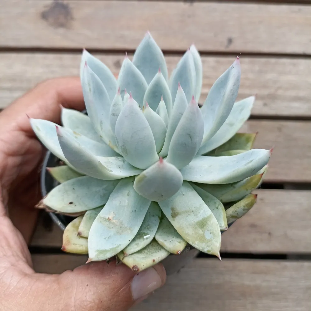 Echeveria colorata (vaso9)