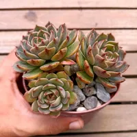 Echeveria 'San Luis' (colônia - vaso11)