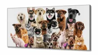 Quadro Decorativo Cães E Gatos Pets Hd em Tecido Canvas 130x60  Quarto Sala - Foto 2