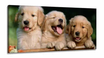 Quadro Decorativo Filhotes Cachorro 130x60 em Tecido Canvas