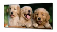 Quadro Decorativo Filhotes Cachorro 130x60 em Tecido Canvas - Foto 2