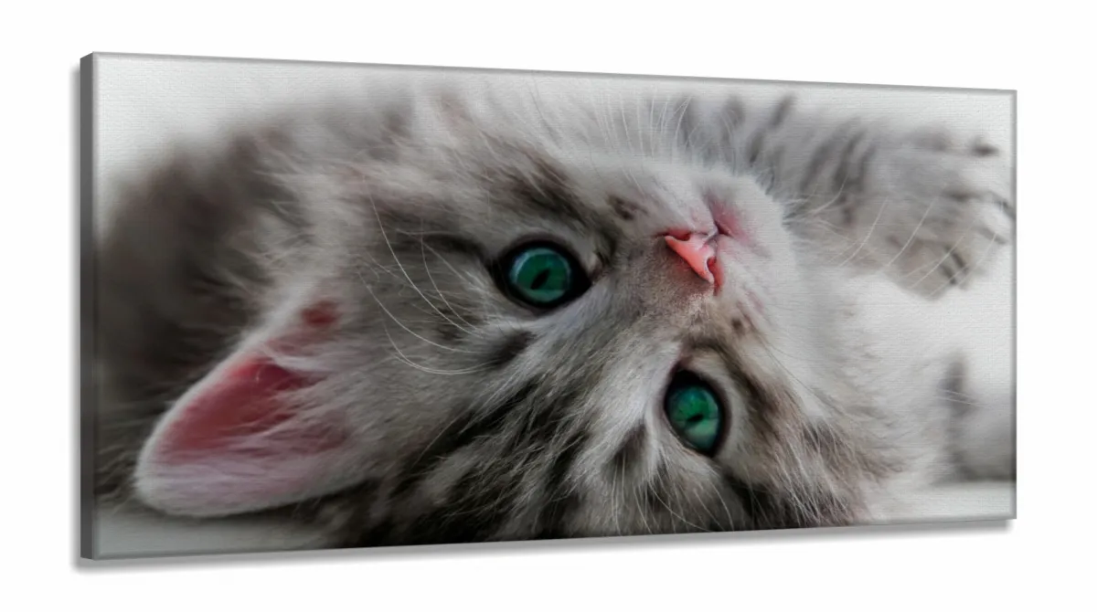 Quadro Decorativo Gato Deitado Olho Azul 1em Tecido Canvas 130x60Sala Quarto Imagem