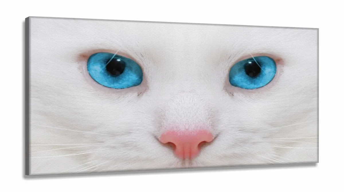 Quadro Decorativo Gato Olho Azul em Tecido Canvas 130x60 Imagem
