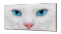 Quadro Decorativo Gato Olho Azul em Tecido Canvas 130x60 - Foto 2