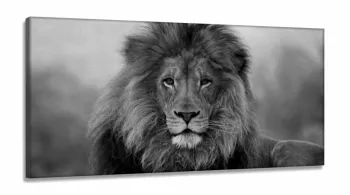Quadro Decorativo Leão Preto E Branco em tecido canvas 130x60  Sala Quarto