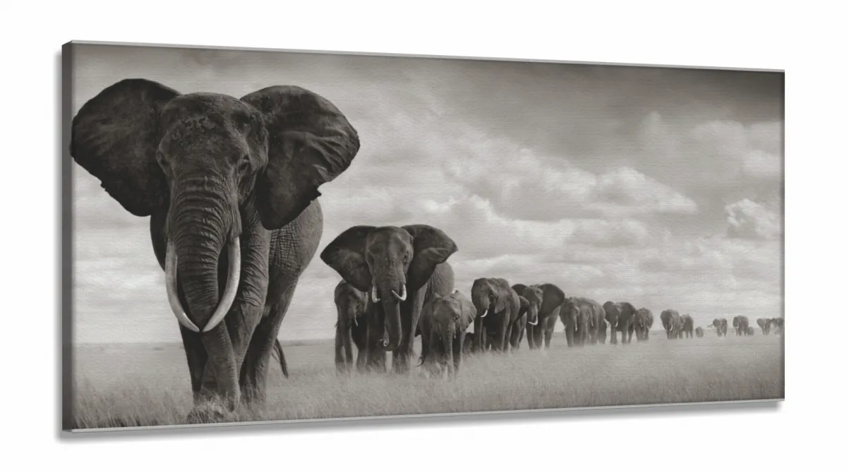 Quadro Decorativo Manada Elefante em Tecido Canvas 130x60 Imagem
