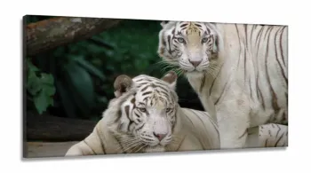 Quadro Decorativo Natureza Tigres Selvagens em Tecido Canvas 130x60