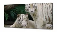 Quadro Decorativo Natureza Tigres Selvagens em Tecido Canvas 130x60 - Foto 2