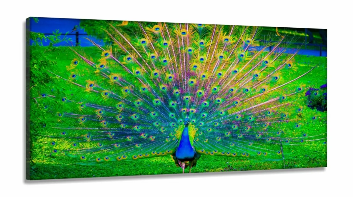 Quadro Decorativo Pavãoem Tecido Canvas 130x60 Imagem