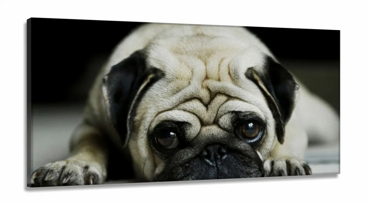 Quadro Decorativo Pug Cachorro Com Tela em Tecido Canvas 130x60 Imagem