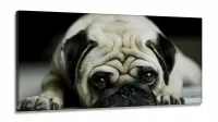 Quadro Decorativo Pug Cachorro Com Tela em Tecido Canvas 130x60