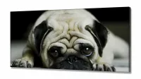 Quadro Decorativo Pug Cachorro Com Tela em Tecido Canvas 130x60 - Foto 2