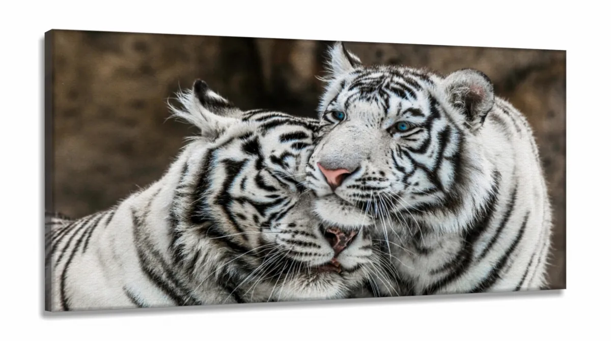 Quadro Decorativo Tigres Brancos em Tecido Canvas 130x60 Sala Quarto Imagem