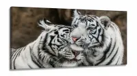 Quadro Decorativo Tigres Brancos em Tecido Canvas 130x60 Sala Quarto