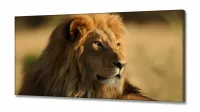 Quadro Leão na Natureza decorativo em Tecido Canvas 130x60 - Foto 2