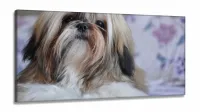Quadros Decorativos Cachorro Shih-tzuem Tecido Canvas 130x60 - Foto 2