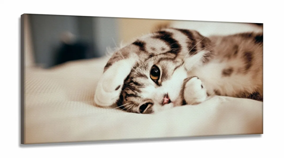 Quadros Decorativos Gato Fofo em Tecido Canvas 130x60 Imagem
