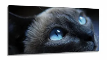 Quadros Decorativos Gato Olho Azul em Tecido Canvas 130x60