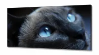 Quadros Decorativos Gato Olho Azul em Tecido Canvas 130x60 - Foto 2